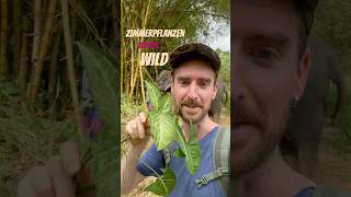 Zimmerpflanzen in der Wildnis🌿 Botanische Memoiren aus Sri Lanka🇱🇰 Part 1 [upl. by Aynos]