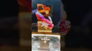 THE BEST PINKY DUMBO EAR HALFMOON betta bettafish [upl. by Kroo193]