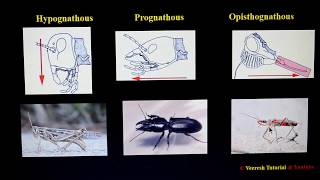 Lecture 4 Types of Insect Head amp antennae [upl. by Blase]