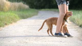 Wasabi the toller  Tricks  5 months [upl. by Neilson31]