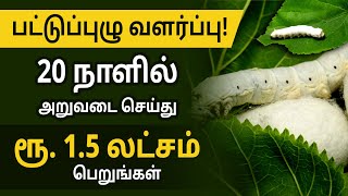 How to Start Profitable Sericulture Farming  Sericulture Farming Details In Tamil  Bala Saraswathi [upl. by Llamaj]