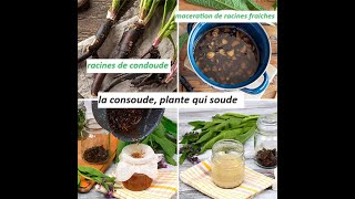 consoude Plante qui soude consolide et cicatrise les tissus la peau les muscles les os [upl. by Skricki349]