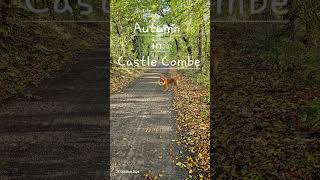 Bailey Dog Autumn in Castle Combe yellowhoop dog dogwalking castlecombe [upl. by Eillor]