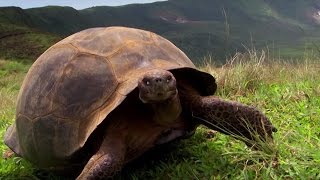 Charles Darwins Galapagos Discovery  Attenborough90  BBC Earth [upl. by Enelaj]