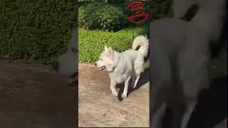 Le Chien Sauteur  Quand le Bonheur Prend des Grandes Jambées  🐶💨Chien BonheurCanin VidéoDrôle [upl. by Rehpotsirk]