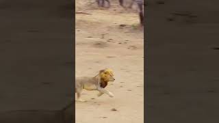 Lion attack hyenaanimals wildlife wildanimals foryou fyp [upl. by Aya]