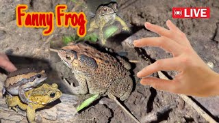 Funny catching frogs for laugh  Catching a frog wants to laugh  Catch a frog for funfunny frog [upl. by Oizirbaf]