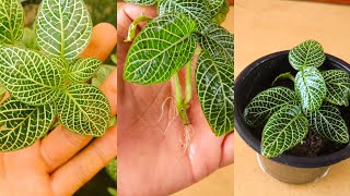 How To Grow Fittonia Plant From Cuttings [upl. by Anasus829]