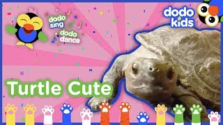 Turtle Cute Please Don’t Be So Cute Song  Dodo Kids Dodo Sing Dodo Dance [upl. by Nepil]