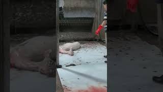 Meat cleaning  Understanding the Meat Process A Look Inside a Slaughterhouse [upl. by Yevre994]