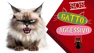 Gatto aggressivo gli errori da non fare assolutamente [upl. by Cheadle]