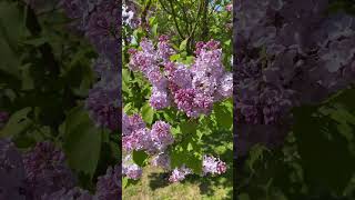 Dobeles cerini Latvia dobeles lilacs park [upl. by Bethesde]