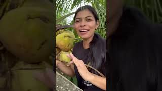 Le presento la palma de coco frutas naturaleza fruit [upl. by Darum85]