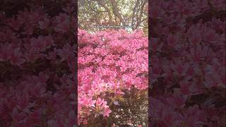 Cataract Gorge Reserve launceston tasmania sightseeing [upl. by Thadeus]