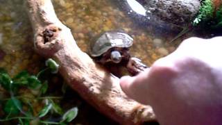 Feeding Honduran wood Turtle [upl. by Zelda]