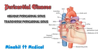 Pericardial Sinuses of Heart  Oblique and Transverse Pericardial Sinus [upl. by Johnston]