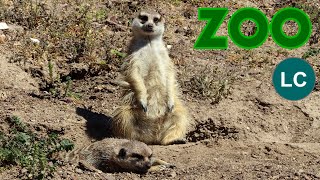 SlenderTailed Meerkat 4K Suricata suricatta Suricate Suricata Erdmännchen Suricato [upl. by Vigen]