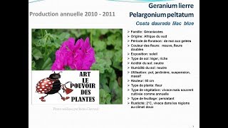 conseils jardinageGeranium lierre Pelargonium lilac blue fiche technique plante annuelle [upl. by Eisset]