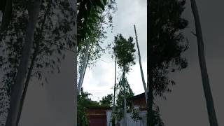 Biggest😱 Tree🌲 Cutting😱 Part 5 shorts 2024 viralBig [upl. by Aihsemot136]