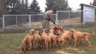 How to give treats for a pack of vizslas á la Zöldmáli Kennel [upl. by Virgel]