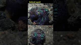 Bobtail squid tulamben bali scubadiving [upl. by Skvorak]