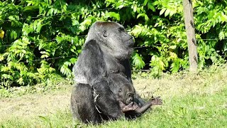 Baby Gorilla Makongo Finishes a Whole Milk Bottle amp Enjoys Time Outside with Mom [upl. by Anived]