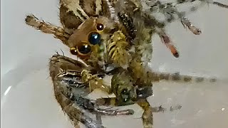 Jumping spider Vs Wolf spider fight to death [upl. by Uund]