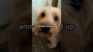 Animal round up encanto disney dog animals cuteanimal cat animallover birds [upl. by Draude]