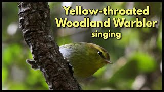 YELLOWTHROATED WOODLAND WARBLER singing its sweet melodious song [upl. by Hgeilhsa]