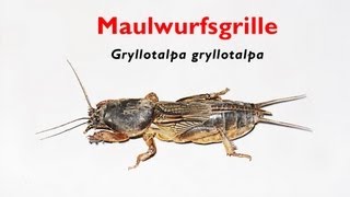 Maulwurfsgrille • mole cricket • grillo topo trilingual [upl. by Teirrah]