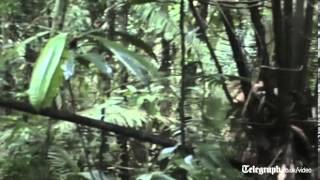 Rare footage of isolated Amazon tribe [upl. by Shanna]