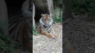 A wonderful cuty Wild cat Tiger Heidelberg zoo Тигр зоопарк Хайдельберг [upl. by Enicnarf642]