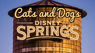 Pet Shopping At Disney Springs  012318 [upl. by Ahsoyem315]