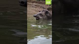 Tapir Pepone schwimmt im Zoo Duisburg [upl. by Eirlav]