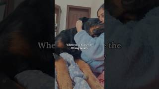 When you choose the wrong lullaby 🤣 rottweiler bestguarddog romantherottweiler funnydogvideos [upl. by Eiramalegna]