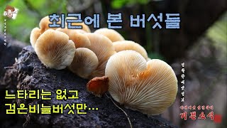 최근에 본 버섯들  갈황색미치광이버섯끈적비단그물버섯금빛송이검은비늘버섯갈색털느타리땅비늘버섯잿빛만가닥버섯콩나물애주름버섯들주발버섯말불버섯황갈색먹물버섯노루털귀버섯 등 [upl. by Starobin481]