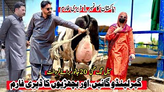 Subhan Dairy Farm  Girlando Cow  Girlando Heifer  Cow For Sale New Video  Pk Janwar Mandi [upl. by Hgielah]