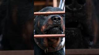 Top 4 Most Gaurd dog Breeds shorts youtubeshorts [upl. by Samanthia]