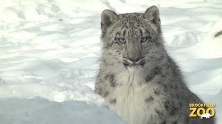 Everest Snow Leopard Cub Playing in the Snow [upl. by Pestana]