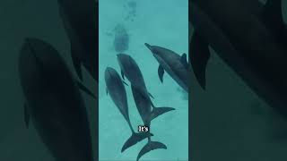 5 Fun Facts About Dolphins dolphin funfacts shorts marinemammals [upl. by Eikram]