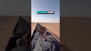 backflip in the sahara desert  Cred etteschlappen shorts interesting [upl. by Dobbins214]