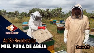 LAS ABEJAS HAN TERMINADO SU PRODUCCIÓN Es hora de cosechar [upl. by Ahsyekal]