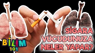 Sigaranın Vücudumuza Etkisi ve Zararları Nelerdir [upl. by Adamson]