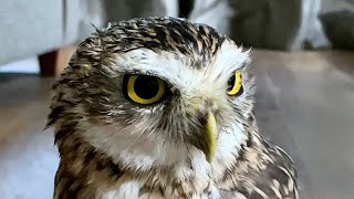 Tippy taps and lightening runs watch a burrowing owl in action 🦉 [upl. by Adnam421]