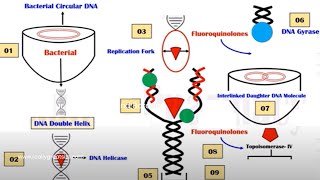 Quinolones  Mechanism of Action  Quinolone  DNA Gyrase Inhibitors  Hindi  Urdu  Animation [upl. by Aneela]