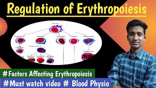 Erythropoiesis Regulation Blood PhysiologyLectures MBBS  in hindi Ashish [upl. by Archle]