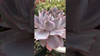 shorts  Echeveria Afterglow [upl. by Annael]