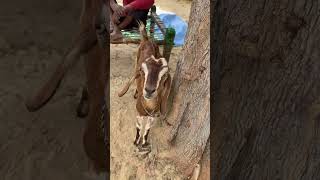 Goat milk  maa ke doodh ke fayde  neetpg petlover animals pwneet psm [upl. by Costa]