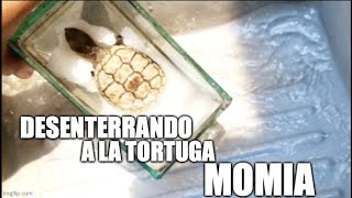 desenterrando a la tortuga lagarto [upl. by Lebanna]