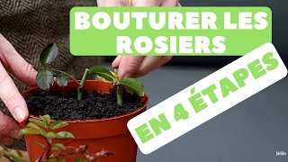 Bouturer des Rosiers 🌹 Quand et Comment faire  4 étapes [upl. by Relyks]